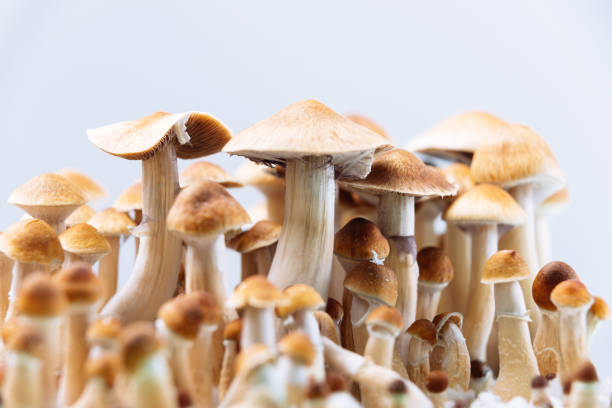 Buy shrooms online and feel high post thumbnail image