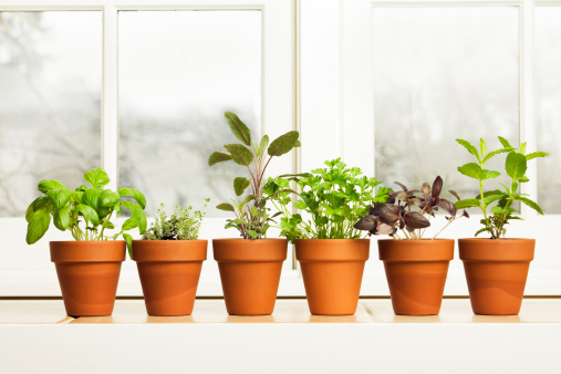 Some advantages of Metal Planters: indoor plant pot post thumbnail image