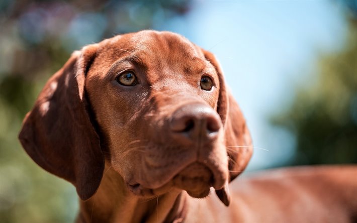 Insightful post about the ways to train a Vizslas post thumbnail image
