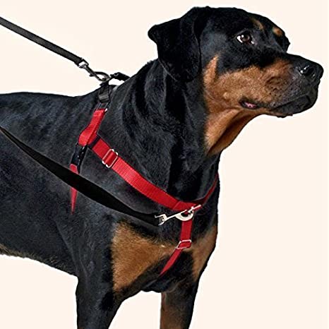 The Personalized No Pull Dog Harness: How It Can Change Your Walks post thumbnail image