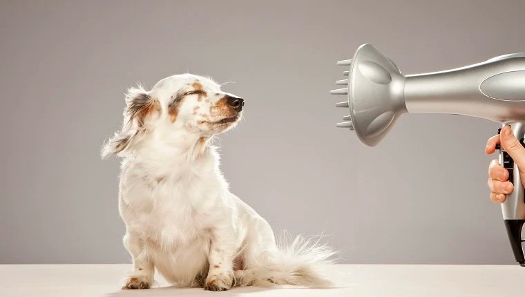 Canine Blow Dryer – Would It Achieving Worldwide Popularity? post thumbnail image