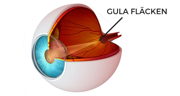 You Should Be Conscious Of The Macula Of The Retina In The Market post thumbnail image