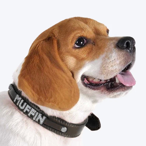 Know what kind of no pull harness for dogs to buy post thumbnail image