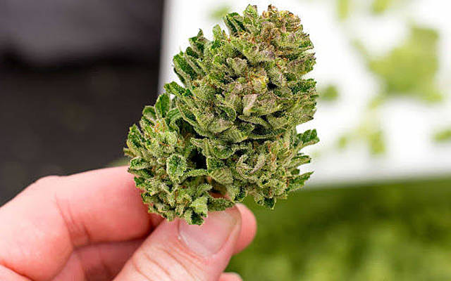 Great Things About Cannabis Of Online Canada Dispensary post thumbnail image