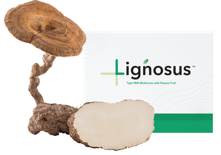 Lignosus: The Mushroom with Many Uses post thumbnail image