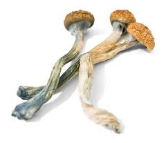 Tips to buy shrooms online post thumbnail image