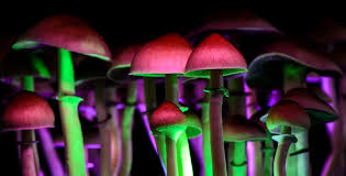 Pick shroom Detroit to savor higher-top quality hallucinogens post thumbnail image
