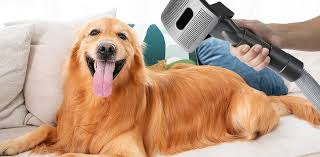 Factors to Consider When You Use a Blow Dryer on Your Dog post thumbnail image