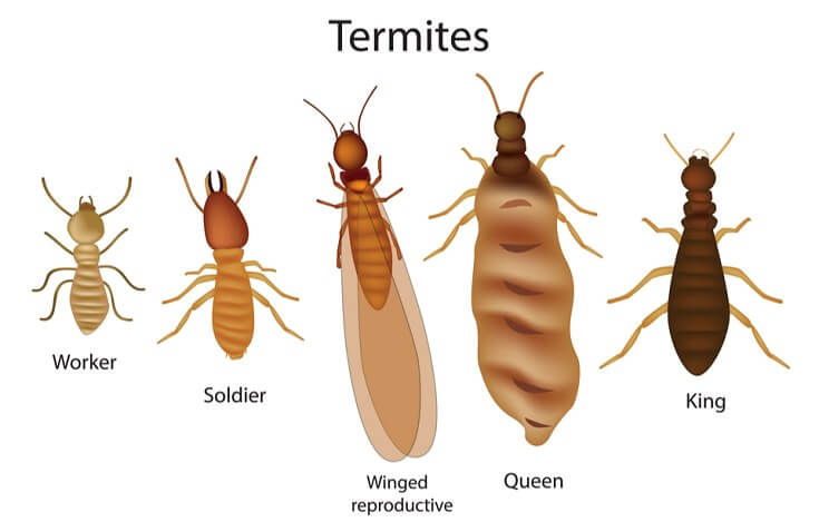 How To Detect & Treat Termite Infestations post thumbnail image