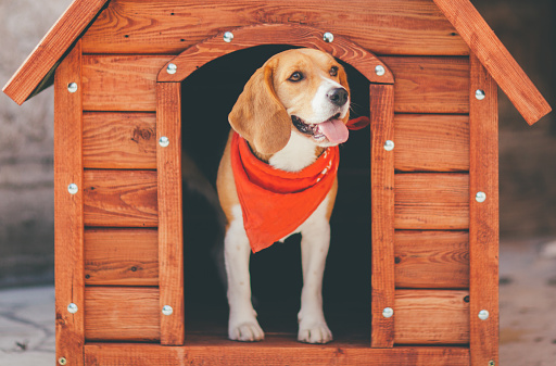 How will you be benefited by picking a pet boarding facility? post thumbnail image