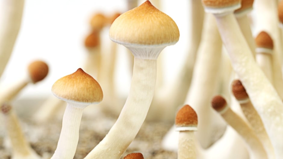 Al buy magic mushrooms online is receiving a 100% tested product post thumbnail image