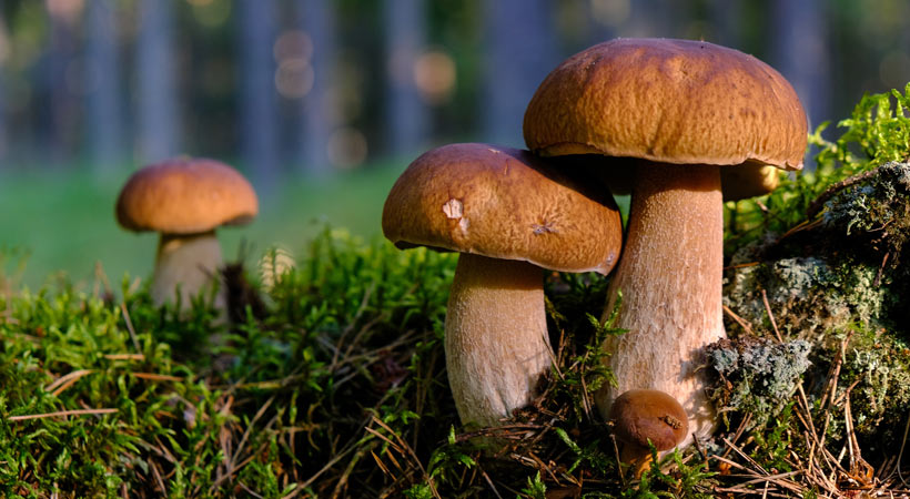 Finest dispensary and finest professional services for buy shrooms online post thumbnail image