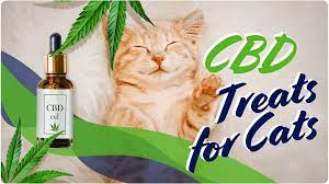 CBD Cat Treats: A Nurturing Approach to Feline Wellness post thumbnail image
